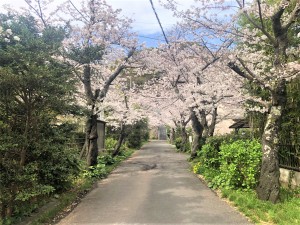 令和3年白岩神社参道の桜R3.03.29
