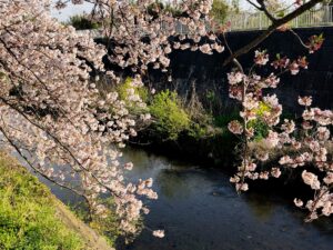 sakura20190414_3